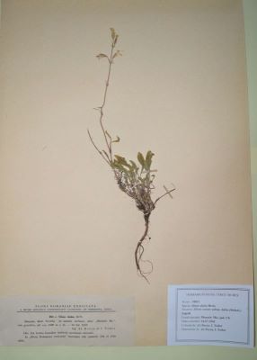 Silene dubia Herb.