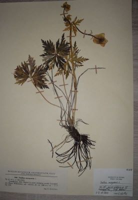 bulbuci; Trollius europaeus L.