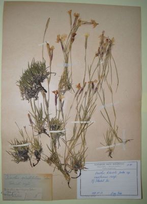 Dianthus spiculifolius Schur (Dianthus kitaibelii Janka ssp. simonkaianus Peterfi)