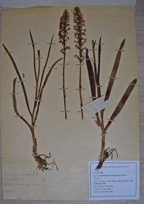 ură; Gymnadenia conopsea (L.) R.Br.