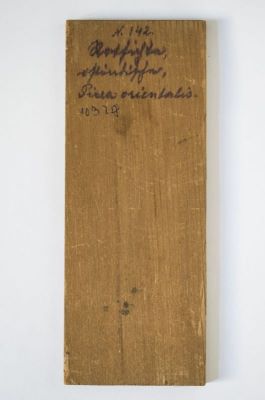 molid caucazian; Picea orientalis (L.) Link