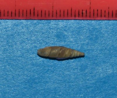 Serrulina serrulata (L. Pfeiffer, 1847)