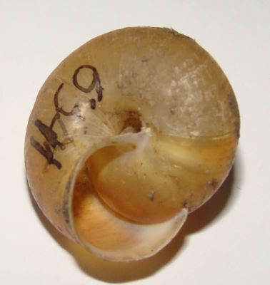Monachoides incarnatus (O. F. Muller, 1774)
