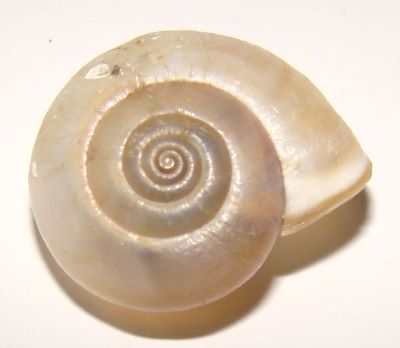 Monacha cartusiana (O. F. Muller, 1774)