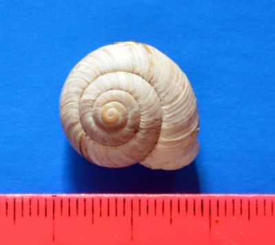 Arianta hessei (M. von Kimakowicz, 1883)