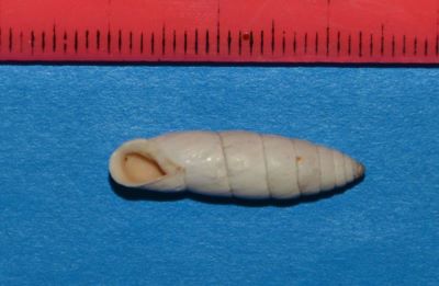Zebrina varnensis (L. Pfeiffer, 1847)