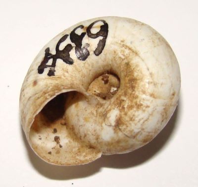 Helicopsis (Xeropicta) derbentina (Krynicki, 1836)