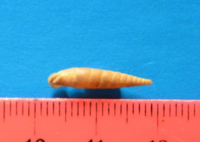 Bulgarica rugicollis (Rossmässler, 1836)