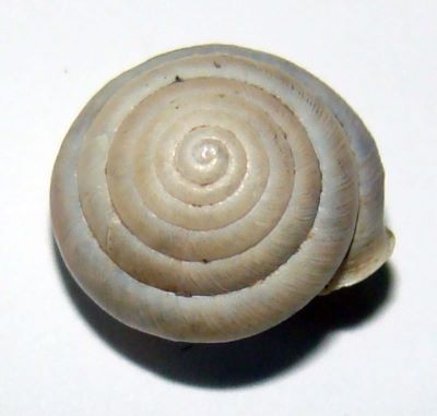 Perforatella dibothrion (M. Kimakowicz, 1890