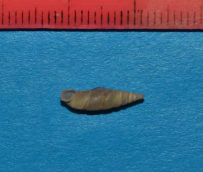 Serrulina serrulata (L. Pfeiffer, 1847)