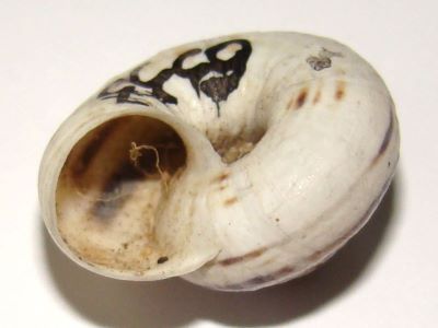 Helicopsis (Helicella) dejecta (Cristofori & Jan, 1832)