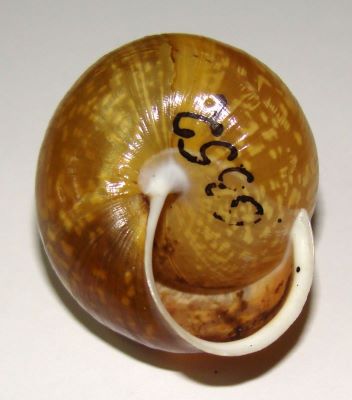 Arianta arbustorum (Linnaeus, 1758)