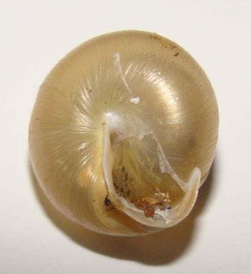 Perforatella bidentata (Gmelin, 1788)