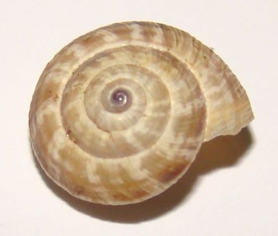 Helicopsis striata (O. F. Muller, 1774)