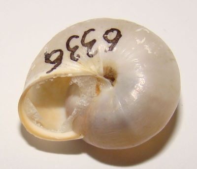 Monacha cartusiana (O. F. Muller, 1774)