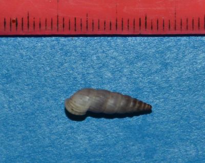 Alopia canescens (Charpentier, 1852)