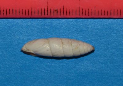 Zebrina varnensis (L. Pfeiffer, 1847)