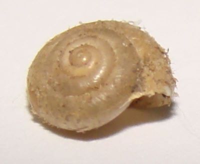 Trichia (Trochulus) sericea (Draparnaud, 1801)