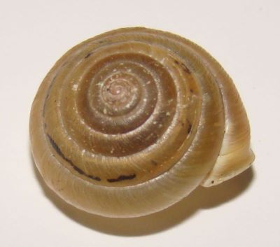 Perforatella bidentata (Gmelin, 1788)