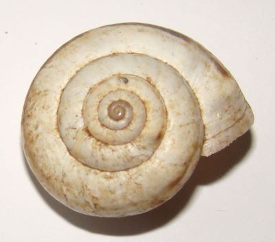 Helicopsis (Xeropicta) derbentina (Krynicki, 1836)