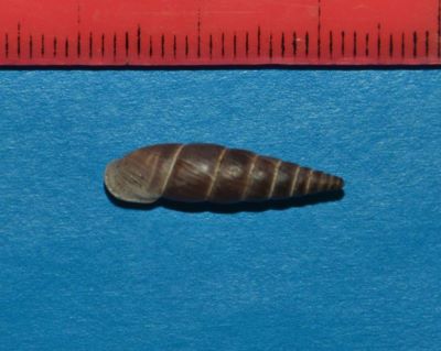 Alopia livida (Menke, 1828)
