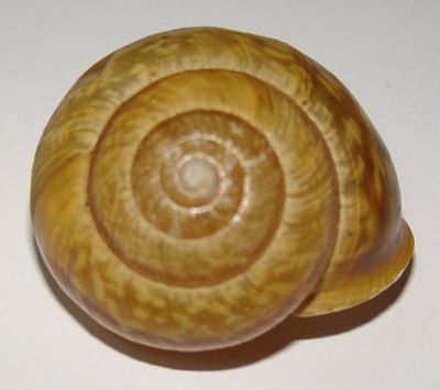 Arianta arbustorum (Linnaeus, 1758)