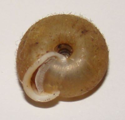 Lindholmiola (Coracollina) corcyrensis (Rossmässler, 1838) Grossu, 1955
