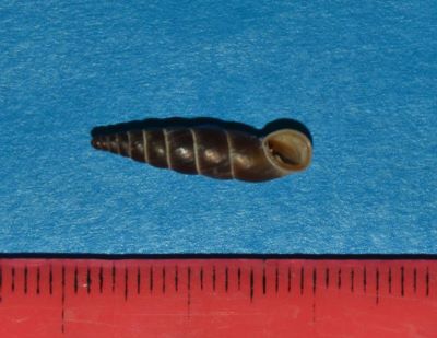 Alopia straminicollis (Charpentier, 1852)