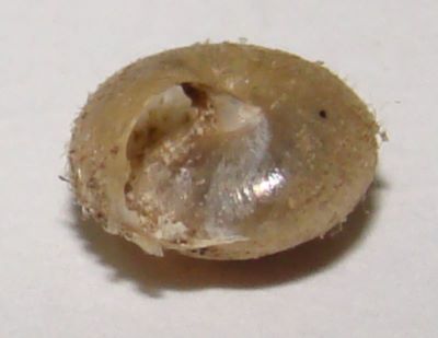 Trichia (Trochulus) sericea (Draparnaud, 1801)