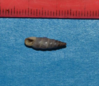 Alopia canescens (Charpentier, 1852)