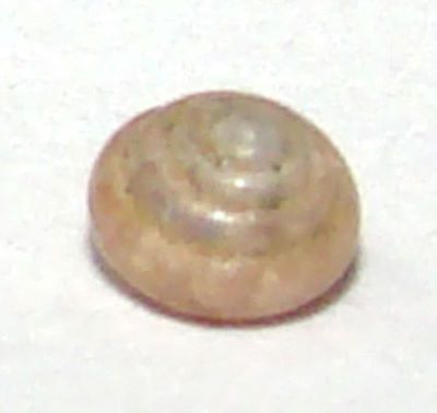 Euconulus fulvus (O. F. Muller, 1774)