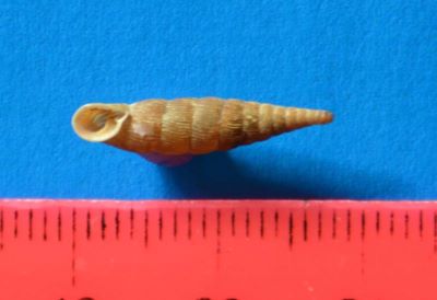 Bulgarica cana (Held, 1836)