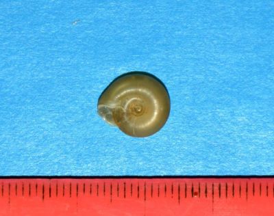 Soosia diodonta (Muhlfeld, 1835)