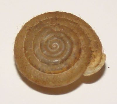Lindholmiola (Coracollina) corcyrensis (Rossmässler, 1838) Grossu, 1955