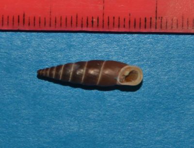 Alopia livida (Menke, 1828)