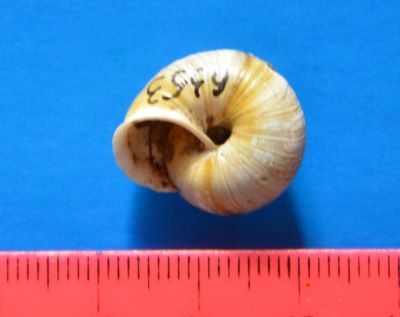 Arianta hessei (M. von Kimakowicz, 1883)
