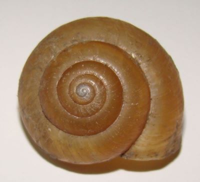 Monachoides incarnatus (O. F. Muller, 1774)