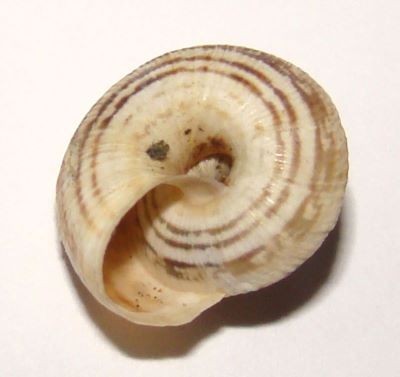 Helicopsis striata (O. F. Muller, 1774)