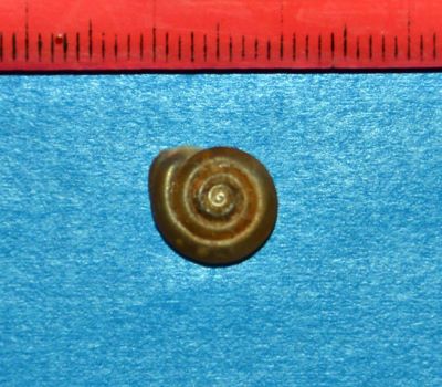 Soosia diodonta (Muhlfeld, 1835)