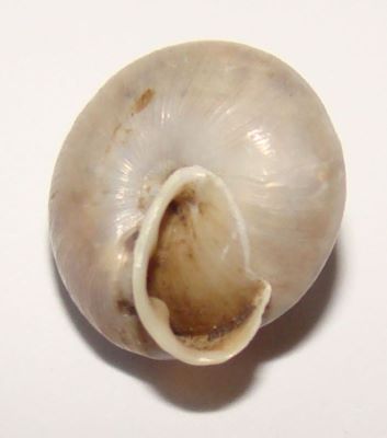 Perforatella dibothrion (M. Kimakowicz, 1890