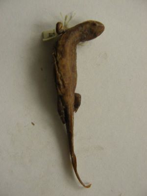 Tritonul carpatic; TRITURUS MONTANDONI / LISSOTRITON MONTANDONI (Boulenger, 1880)