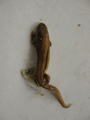 Tritonul carpatic; TRITURUS MONTANDONI / LISSOTRITON MONTANDONI (Boulenger, 1880)