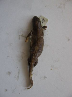 Tritonul carpatic; TRITURUS MONTANDONI / LISSOTRITON MONTANDONI (Boulenger, 1880)
