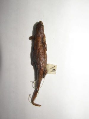 Tritonul carpatic; TRITURUS MONTANDONI / LISSOTRITON MONTANDONI (Boulenger, 1880)