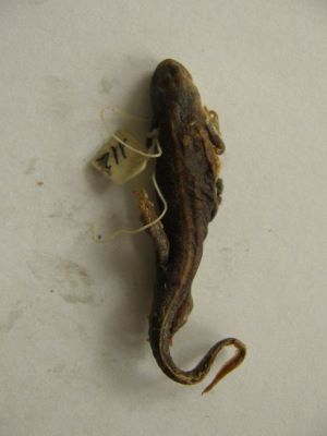 Tritonul carpatic; TRITURUS MONTANDONI / LISSOTRITON MONTANDONI (Boulenger, 1880)