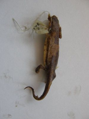 Tritonul carpatic; TRITURUS MONTANDONI / LISSOTRITON MONTANDONI (Boulenger, 1880)