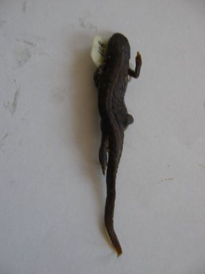 Tritonul carpatic; TRITURUS MONTANDONI / LISSOTRITON MONTANDONI (Boulenger, 1880)