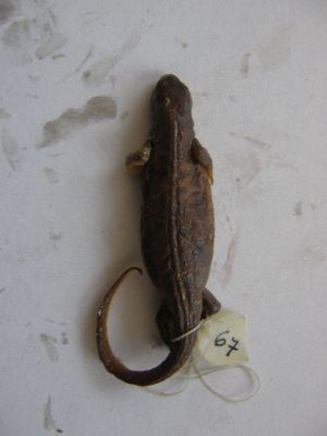 Tritonul carpatic; TRITURUS MONTANDONI / LISSOTRITON MONTANDONI (Boulenger, 1880)