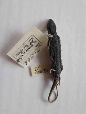 Șopârla de nisip; EREMIAS ARGUTA DESERTI (Gmelin, 1789)
