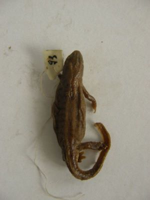 Tritonul carpatic; TRITURUS MONTANDONI / LISSOTRITON MONTANDONI (Boulenger, 1880)